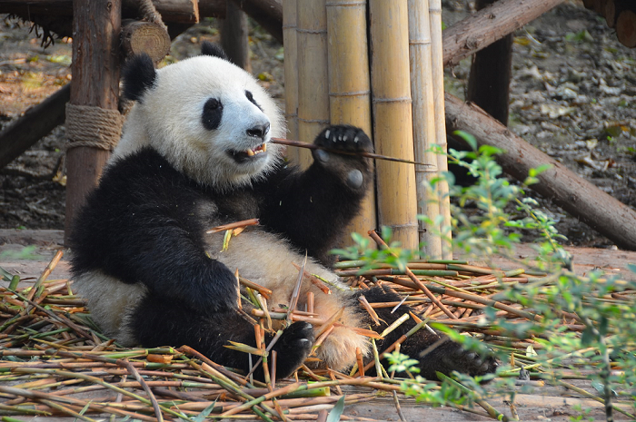 O que fazer em Chengdu? Dicas de turismo para China