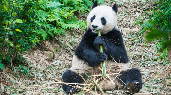 Parque Safari Guangzhou Changrong